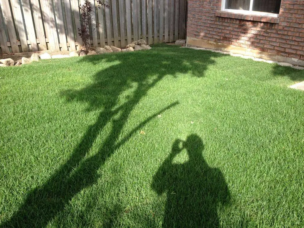 Established backyard lawn beside a brick home and wooden fence
