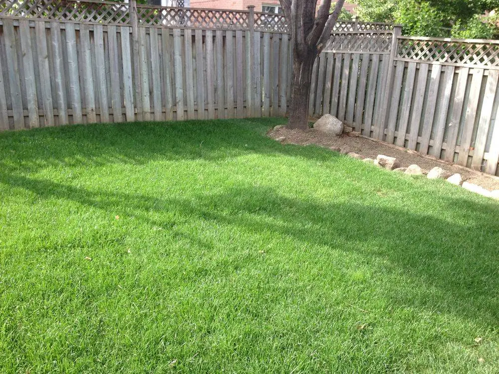 Fresh green backyard lawn