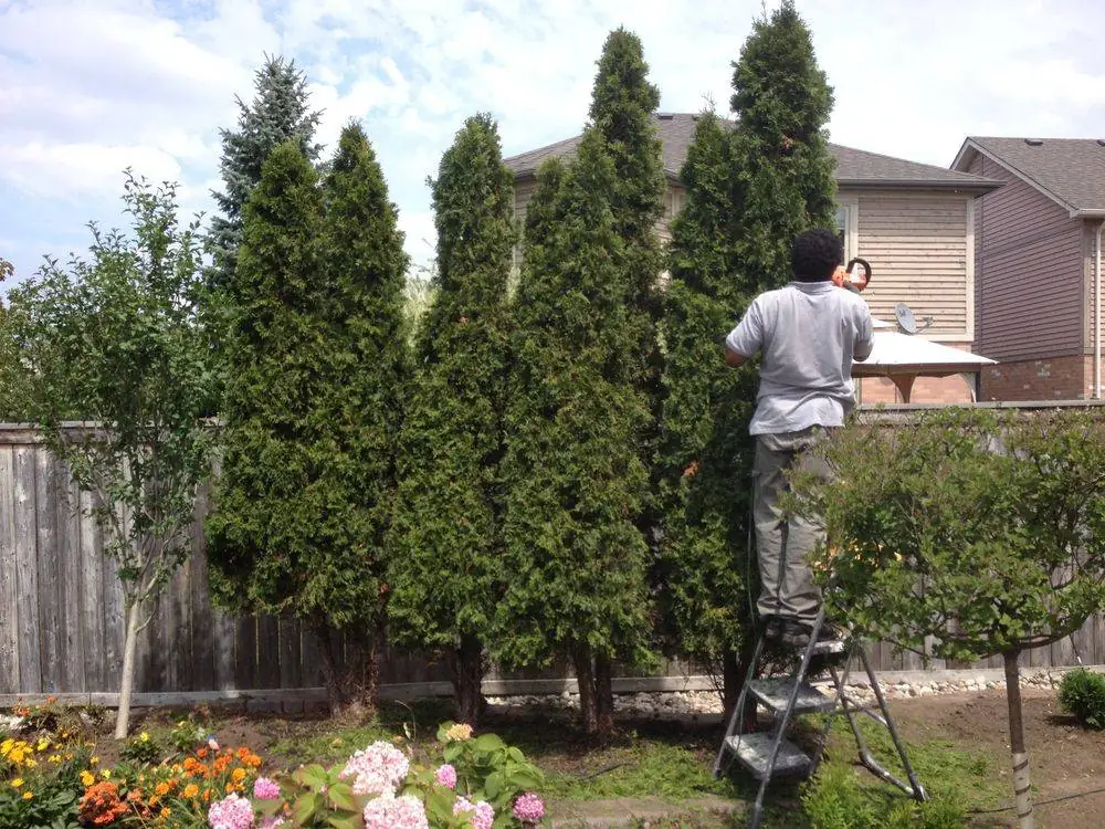 Gardener caring for a row of established evergreens